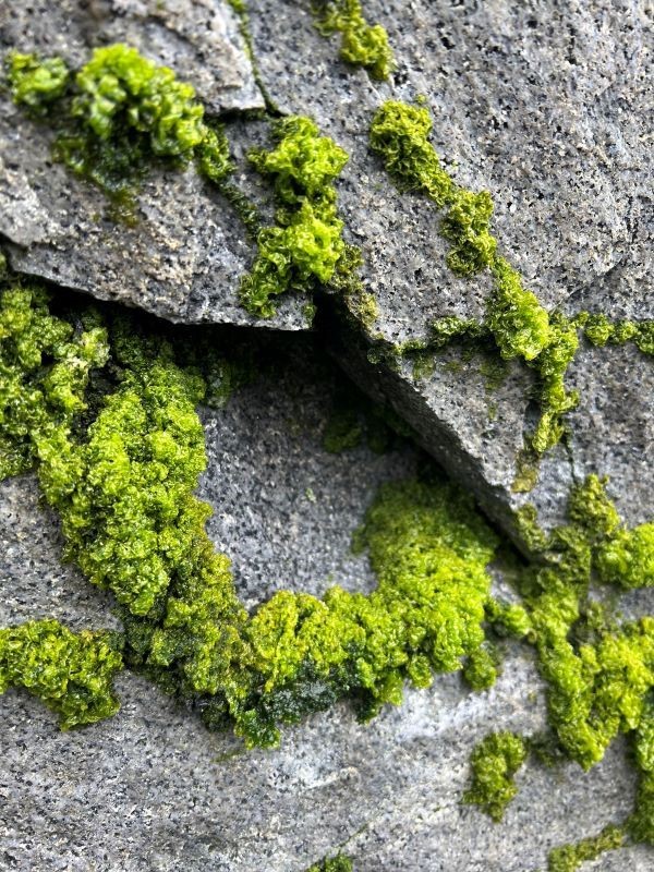 green lichen on a rock