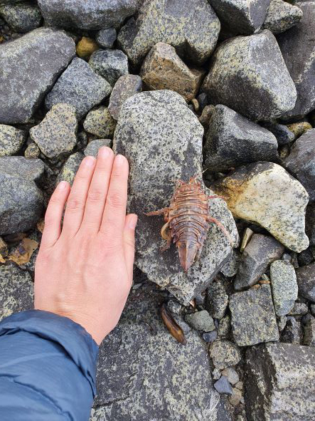 Mairi's hand next to the woodlouse