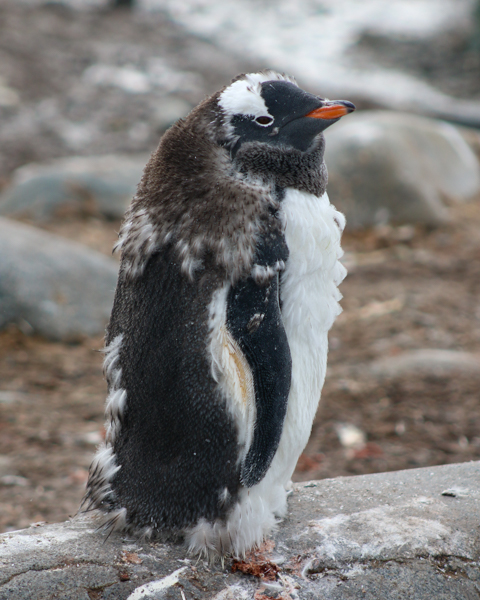 a semi-moulted penguin