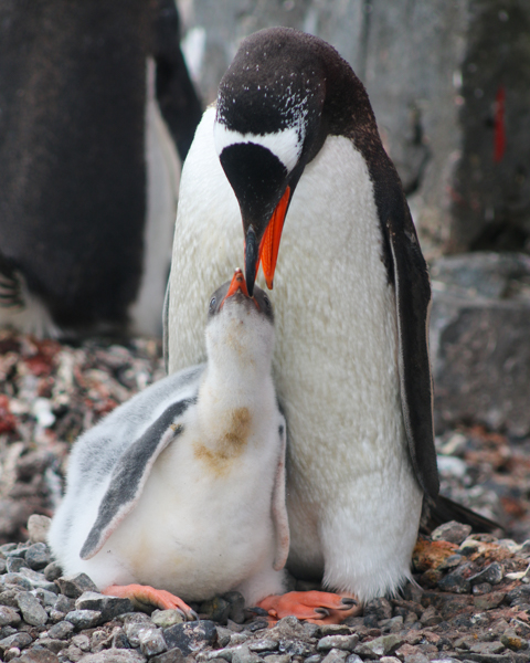 an adult gentoo feeds its chick