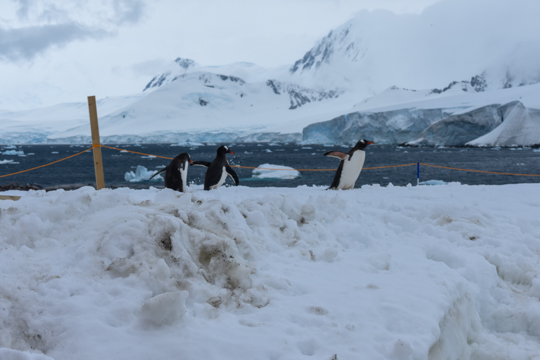 Three Penguins near Damoy