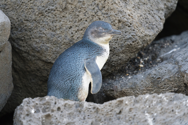 A little penguin
