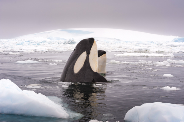 Two orca whales in Antarctica