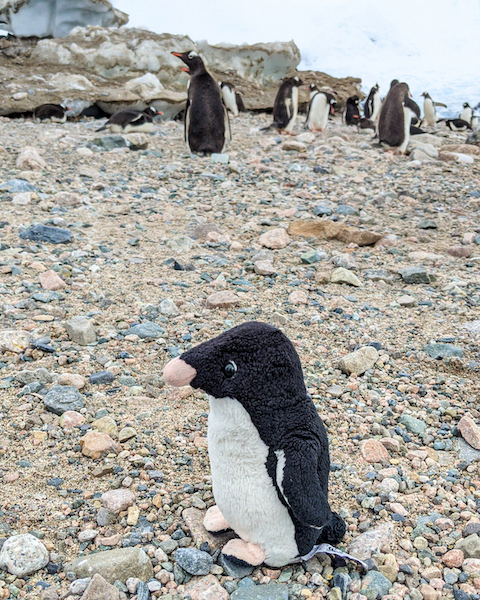 Pøgas in front of Gentoos