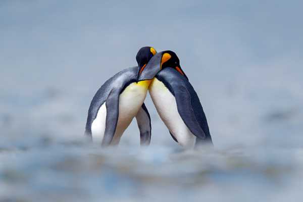 Two king penguins embracing