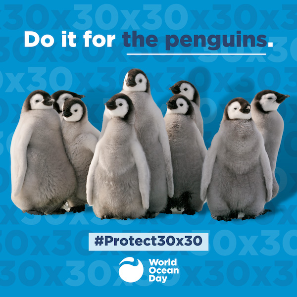 World Ocean Day penguins graphic