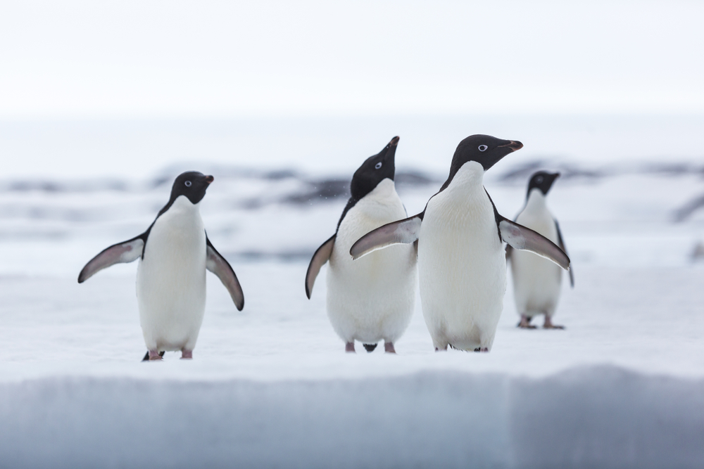 Adélie penguins