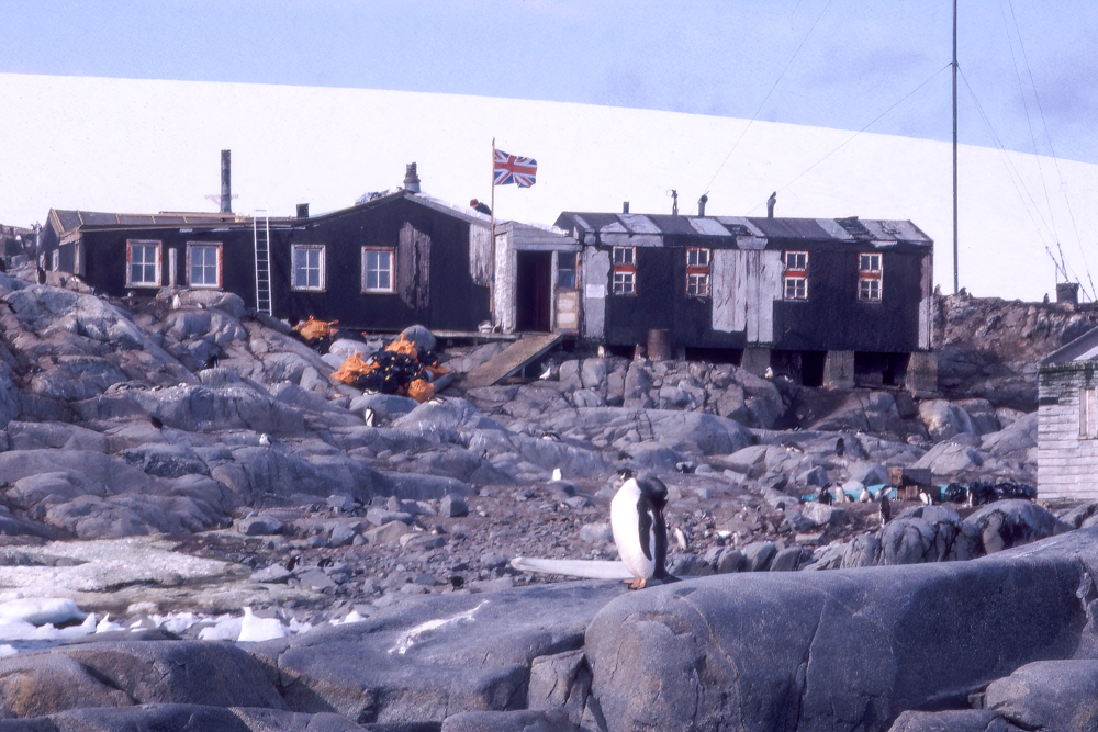 Penguins watch the new visitors in 1996