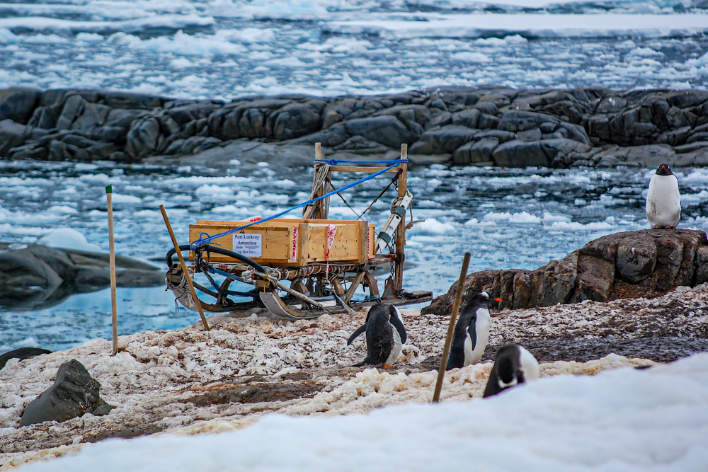 The gentoos guard Port Lockroy’s sledge in 2008