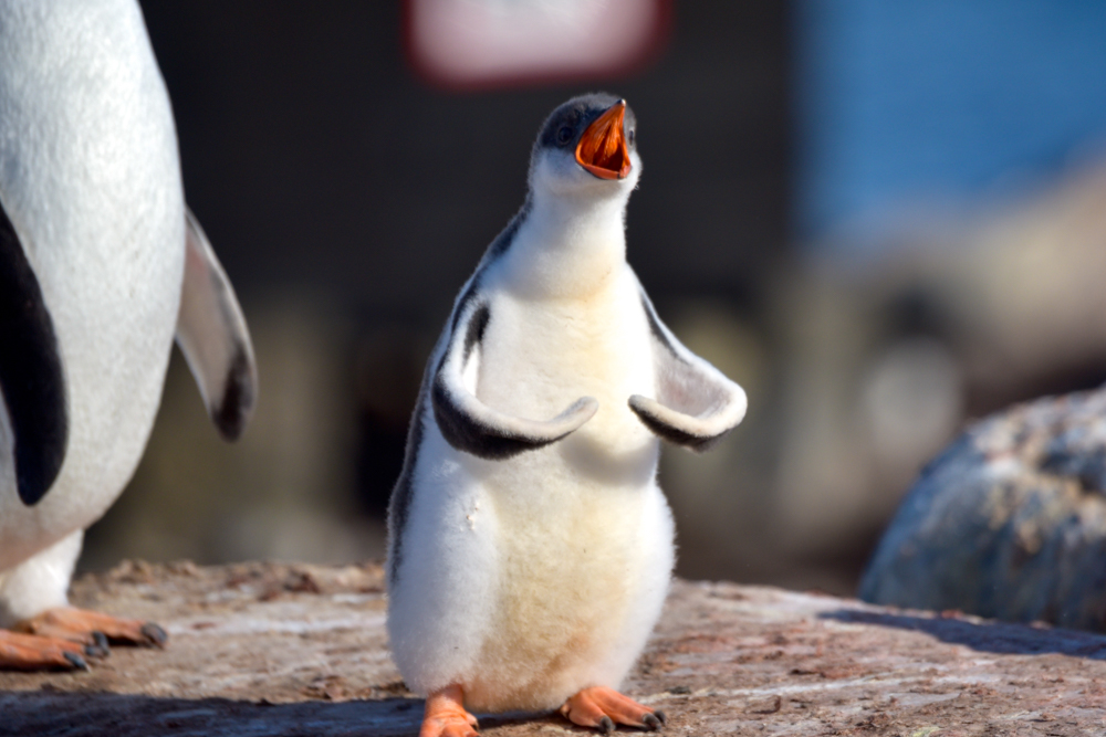 A cheeky chick