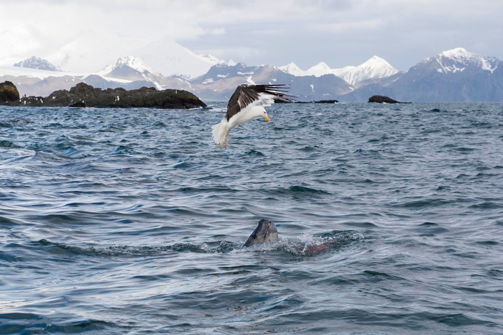a seabird slies above a seal in the water