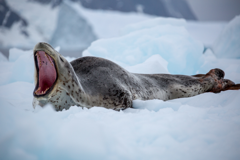 Yawning – or growling – leopard seal