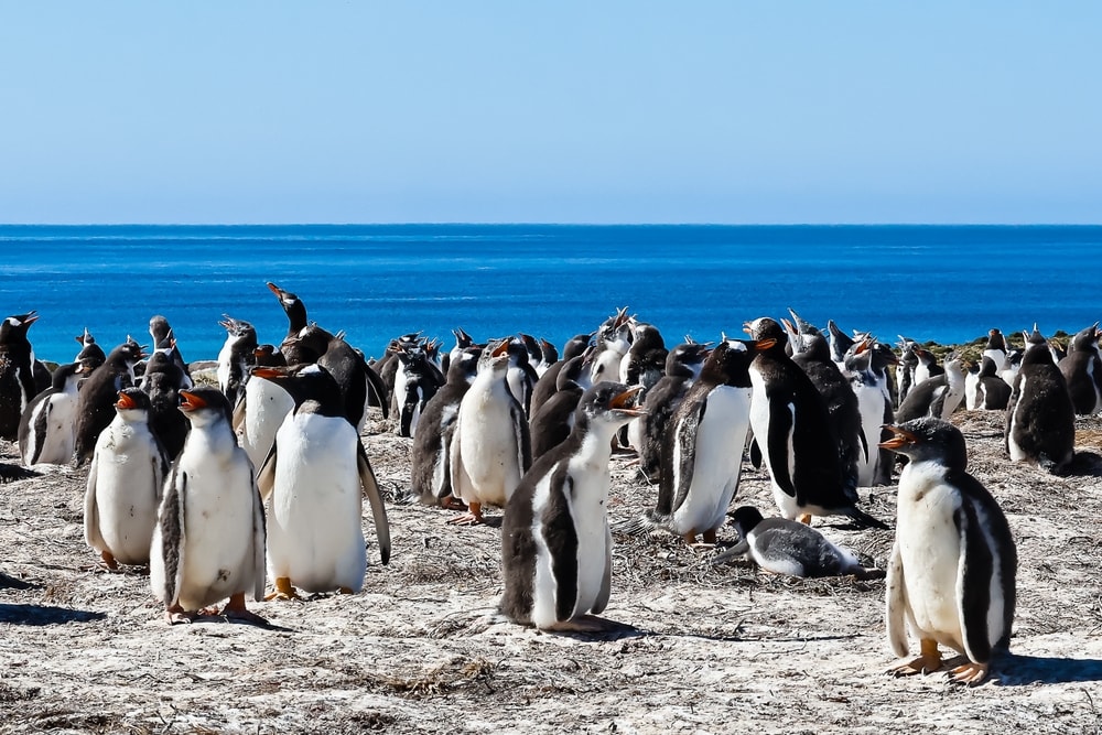 Penguins at Bertha’s Beach