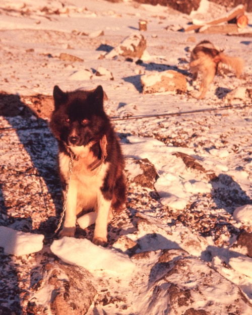 a husky dog sits and looks at the camera