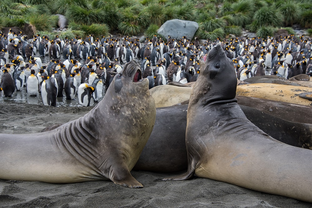 Two seals with penguins behind