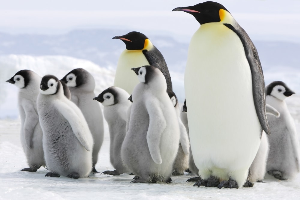 two adult emperor penguins surrounded by chicks