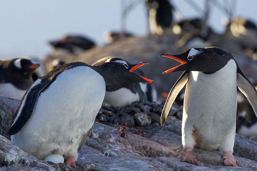 Simply the nest: an early start for the gentoos of Goudier