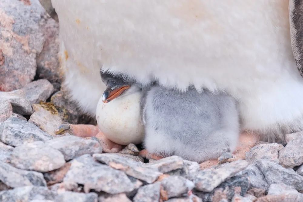 Happy Penguin Awareness Day from the Port Lockroy chicks