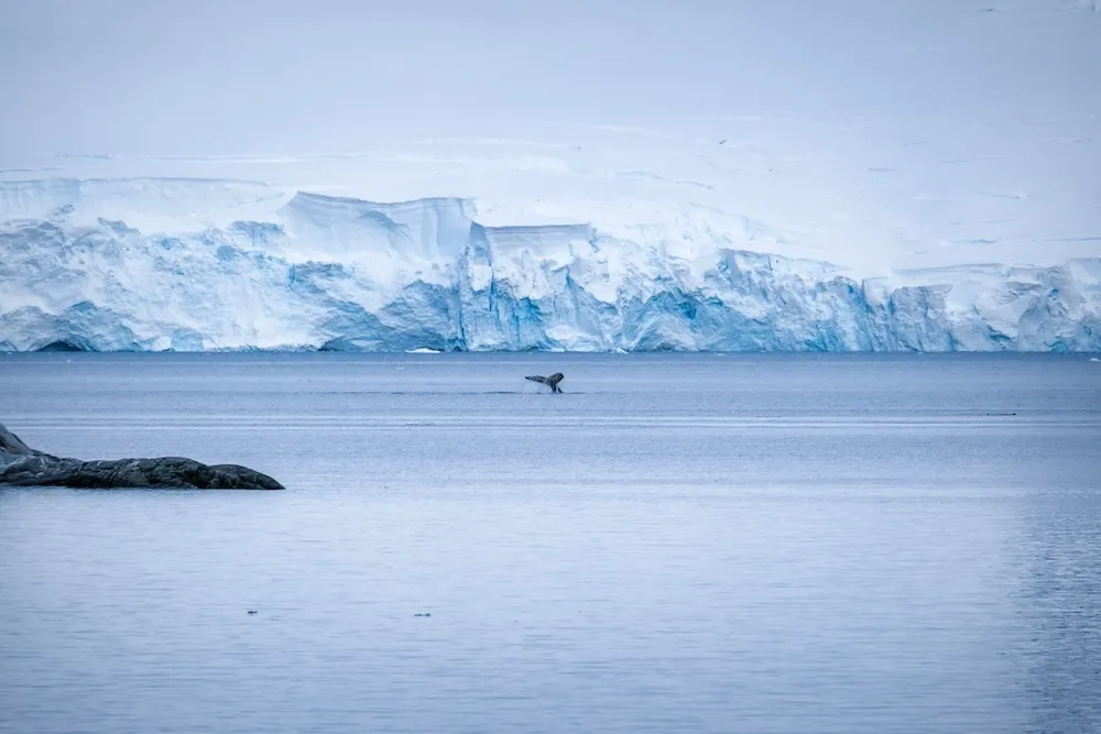 A fluke from a whale