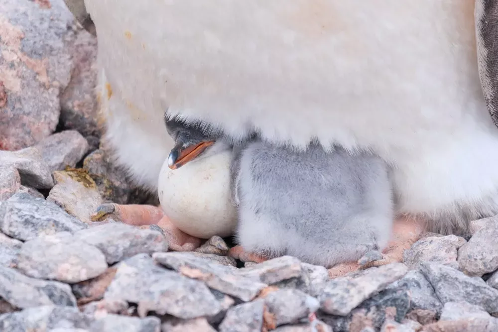 Happy Penguin Awareness Day from the Port Lockroy chicks