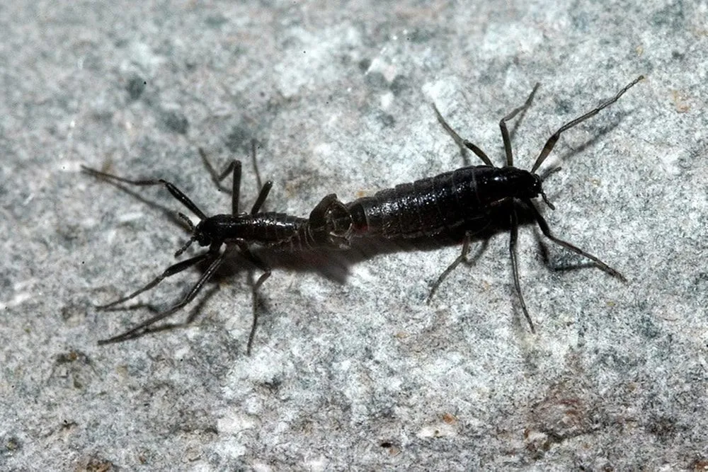 A close-up of Two Antarctic midges mating