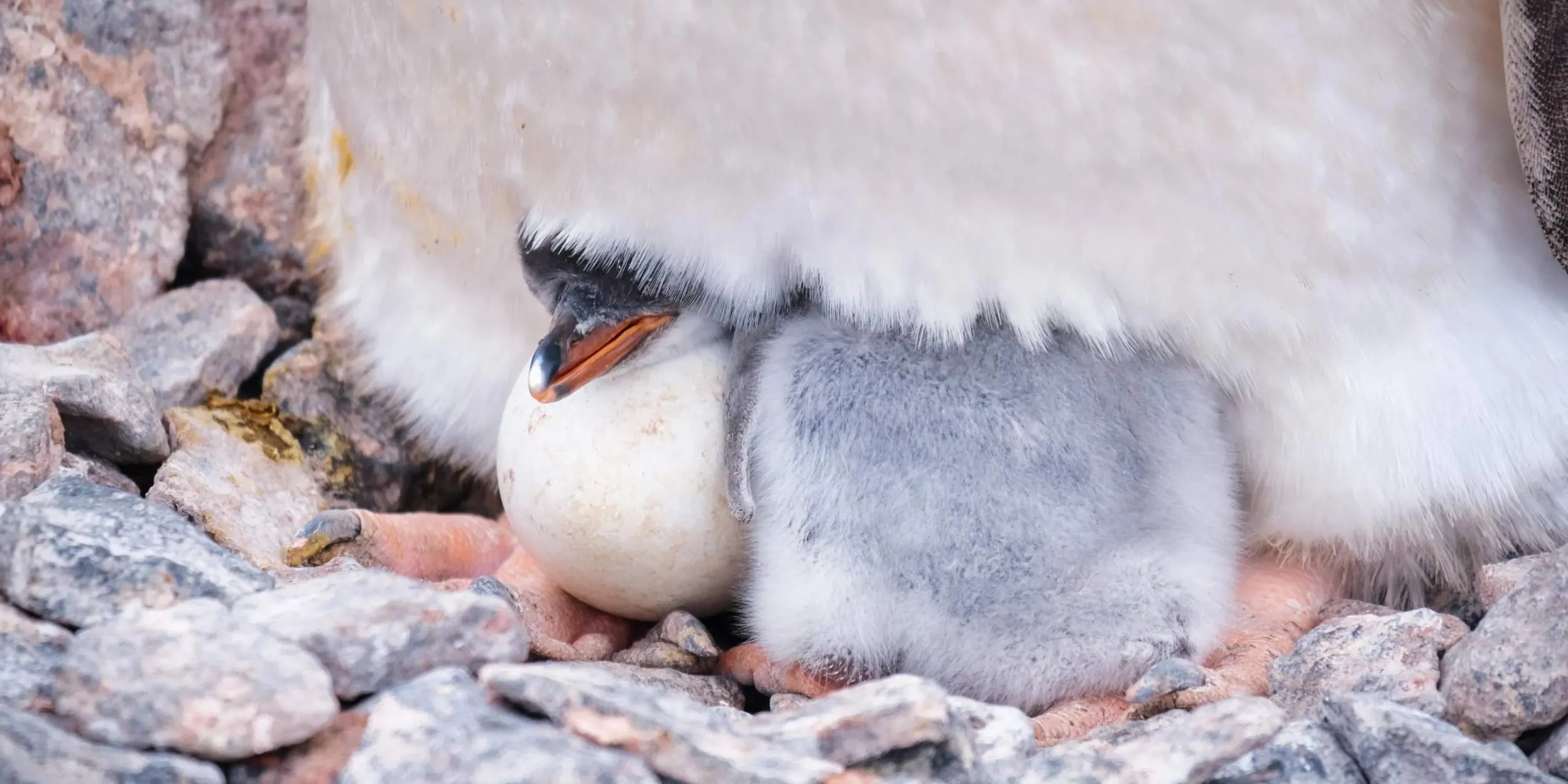 Chick and egg for the Endeavour Friend membership