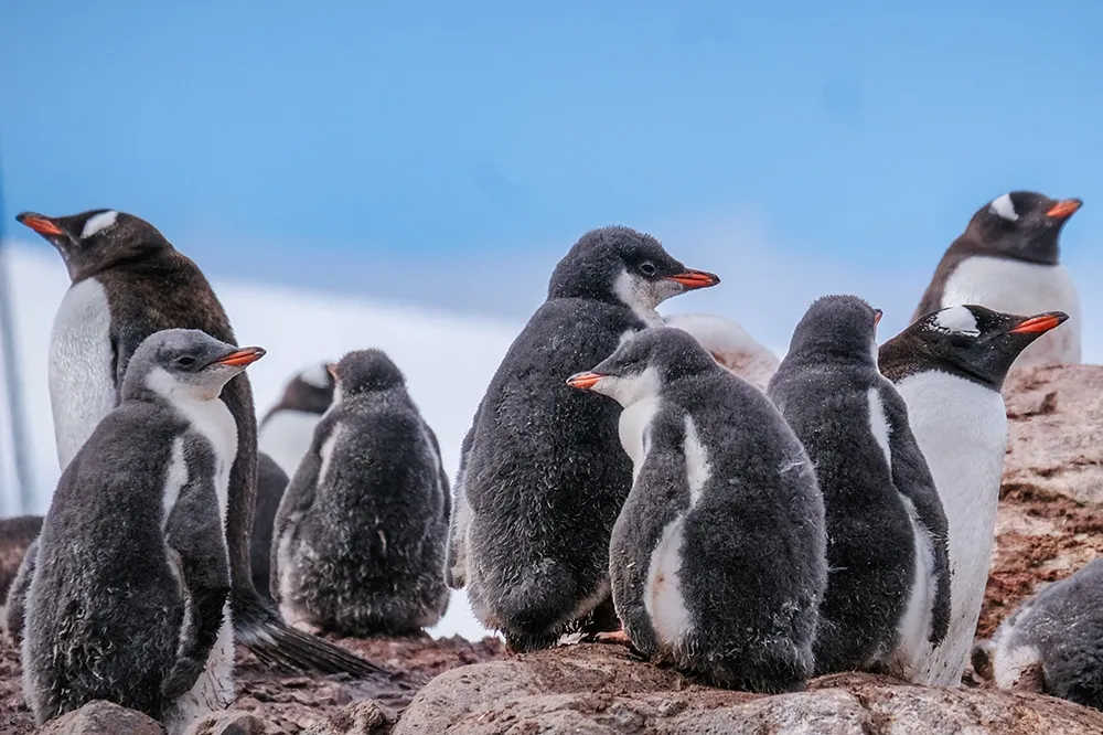 Featured image of the section A group of chicks